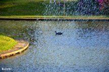 Pato no lago. Foto Erci Bohrer.