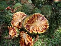Quintal de Zilmar Pivatto. Pinhas que cairam durante o último vendaval.