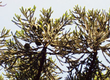 Pinhas. Foto Fabrício Mitterer.