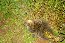 Porco espinho fotografado por Willian Pereira. Foto outubro 2008.