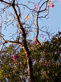 Flores na floresta.