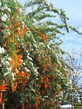 Primeiros sinais da primavera. Foto Erci Bohrer.