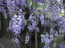 "Adeus Primavera". Foto Maria Angélica Fauro. Março 2009.
