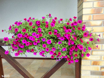 "Flores na primavera". Foto Erci Bohrer.