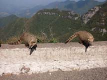 Quatis. Mirante da Serra do Rio do Rastro. Foto Rodrigo Pereira.
