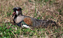 Quero-quero (Vanellus Chilensis) em seu ninho zelando pelo seus filhotes. Foto Rodrigo Ferlin.