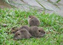 Ratos do banhado. Fotografados na beira do Rio do Peixe. Foto Andréa S. Machiavelli Pontes.