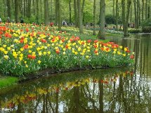 Reflexo das flores. Foto Erci Bohrer.