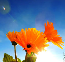 Foto Joi Bianchin.