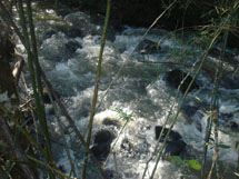Rio jacutinga. Foto Luana Dal Acqua.