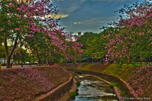 Campo Grande/MS. Alan Carlos Arrais