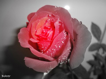 A beleza da Rosa.Foto:Erci Bohrer.