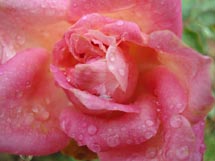 Rosa. Foto Márcia Guzela.