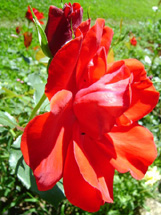 Rosa. Foto Lucimar Appi.
