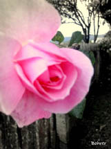 O encanto da rosa. Foto Erci Bohrer.