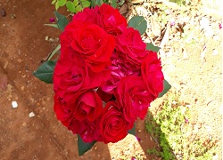 Rosas vermelhas