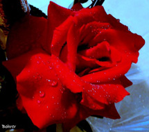 Rosa Vermelha. Foto Erci Bohrer.
