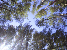 Manhã no meio dos pinus no Castelhano. Ruth Santos Moreira.