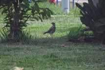 Sabiá-do-campo (Mimus saturninus). Foto Aguinaldo Fernando de Jesus