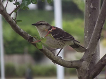 "Sabiá-do-campo (Mimus saturninus)". Foto Aguinaldo Fernando de Jesus.