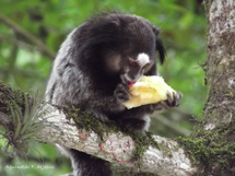 Sagui.Foto Aguinaldo F.de Jesus.