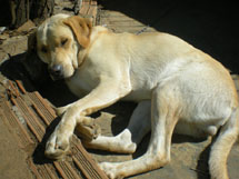 Simba descansando. Foto Suelen Alves.