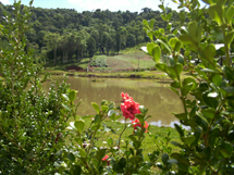 Foto Eliane Mezalira.