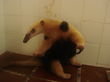 Tamanduá. Foto Angelica Bohrer.