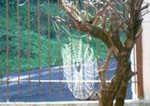 Teia de aranha. Foto Erci Bohrer.