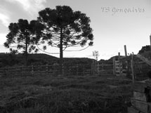 Foto Tiago Gonçalves.