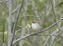 Tico-tico (Zonotrichia capensis). Foto tirada em Videira, SC. Por Aline Paviani.