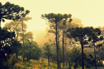 Foto Joisele Bianchin.