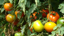 Tomate produzido em Caçador está com excelente qualidade. Mas a grande oferta e concorrência com outras regiões produtoras desvalorizou o fruto no mês de fevereiro. Previsão é que o preço melhore no final da safra, em março. Foto Murilo Roso. 20/02/08.