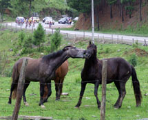 Foto do Tour Ciclístico de Santa Catarina que mais uma vez passou por Caçador em 2007. Riquezas naturais da região juntamente com o colorido do uniforme dos ciclistas proporcionam belas imagens. 
 Foto Alvarélio Kurossu. nov 2007