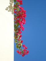 "Lindas flores em trepadeira". Foto Erci Bohrer.