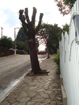 Árvore: era bem mais bonita antes, mesmo quando deixava cair suas folhas e sementes! Foto Eliana Linhares Pivatto.