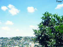 Foto Treeicy.