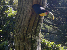 Tucanos nas proximidades de Caçador (SC 302). São o casal e dois filhotes no buraco que um pica pau fez. Foto Fábio.