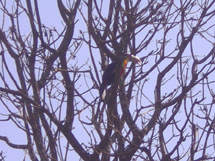 Tucano: pássaro foi visto e fotografado por Richard Kindermann. Enviado em 6 de outubro de 2008.