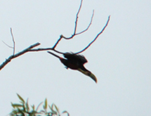 Tucano fotografado na Reserva Florestal de Caçador. Foto Murilo Roso. nov 2008.