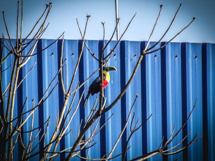 Tucano fotografado por Paulo Morgenstern, no bairro Martello.