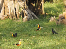 Tucanos. Foto Lindomar Manera.