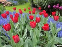 Tulipas. Foto Erci Bohrer.