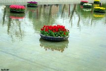 A beleza das tulipas. Foto Erci Bohrer.