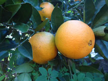 Laranja de Umbigo. Foto Samira Pontes.