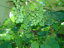 Primeiras uvas devem ser colhidas no início de fevereiro. Foto Murilo Roso. 28 Dez 2008.