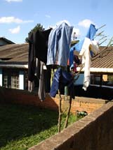 Varal Alternativo. Uma árvore sendo usada para secar roupas. Bairro Bom Sucesso. Foto Nicole Trevisol.