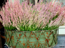 Vaso de flor. Foto Erci Bohrer.