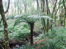 Xaxim, planta típica da Floresta de Araucária. Foto João Batista Ferreira Santos - Calmon.