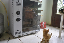 "Televisão de gato". Foto Anderson Zart.